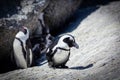 African penguin colony in South Africa Royalty Free Stock Photo