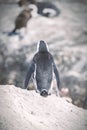 African penguin colony in South Africa Royalty Free Stock Photo