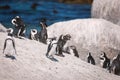 African penguin colony in South Africa Royalty Free Stock Photo