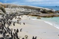 Penguin colony on Boulders Beach, South Africa Royalty Free Stock Photo