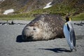 African penguin and an elephant seal on a sandy beach Royalty Free Stock Photo