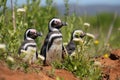 African penguin family joyfully explores the wild habitat during their enthralling safari adventure