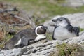 African penguin female with chick Royalty Free Stock Photo