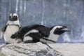 African Penguin, penguin, marine life ocean birds sea beak