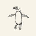 African penguin Magellanic Humboldt Galapagos chick. Cute small animal. Vector graphics black and white drawing. Hand