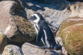 African penguin at penguin colony in South Africa Royalty Free Stock Photo