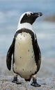 African penguin Royalty Free Stock Photo