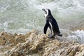 African penguin ready to jump into sea