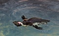 African Penguin going for a swim Royalty Free Stock Photo