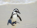 African Penguin Returning to Boulders Beach Royalty Free Stock Photo