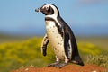 African penguin on safari. Discovering the wonders of the savanna on an exciting wildlife adventure. Wild nature Royalty Free Stock Photo