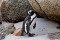 African penguin on the sand at Boulders Beach in Cape Town, South Africa. Royalty Free Stock Photo