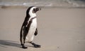 African penguin on the sand at Boulders Beach in Cape Town, South Africa. Royalty Free Stock Photo