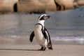 African penguin on the sand at Boulders Beach in Cape Town, South Africa. Royalty Free Stock Photo