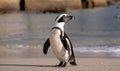 African penguin on the sand at Boulders Beach in Cape Town, South Africa. Royalty Free Stock Photo