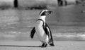 African penguin on the sand at Boulders Beach in Cape Town, South Africa. Royalty Free Stock Photo