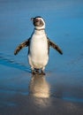 African penguin on the sandy beach.