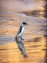 African penguin on the sandy beach in sunset light. African penguin also known as the jackass penguin, black-footed penguin. Royalty Free Stock Photo