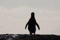 African penguin silhouette