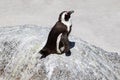 African penguin sleeping, Boulders Beach, South Africa Royalty Free Stock Photo