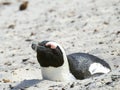 African Penguin Snoozing Royalty Free Stock Photo