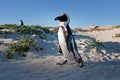 African penguin, spheniscus demersus, South Africa