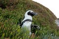 African penguin, spheniscus demersus, South Africa