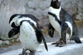 African Penguin Spheniscus demercus