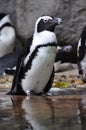 African Penguin (Spheniscus demersus) Royalty Free Stock Photo