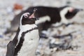 African penguin (spheniscus demersus) Royalty Free Stock Photo