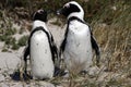 African penguin spheniscus demersus Royalty Free Stock Photo
