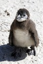 African penguin spheniscus demersus Royalty Free Stock Photo