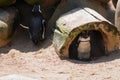 African penguin (Spheniscus demersus)