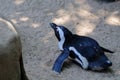 African penguin (Spheniscus demersus)