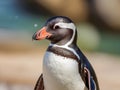 African penguin (Spheniscus demersus)