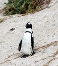 Jackass or Black-footed penguin (Spheniscus demersus) on Boulders Beach in Cape Town : (pix Sanjiv Shukla) Royalty Free Stock Photo