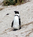 Jackass or Black-footed penguin (Spheniscus demersus) on Boulders Beach in Cape Town : (pix Sanjiv Shukla) Royalty Free Stock Photo