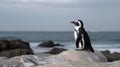 African penguin (Spheniscus demersus) also known as the jackass penguin and black-footed penguin. South Africa