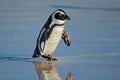 African penguin