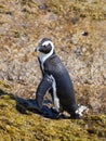 African penguin Spheniscus demersus on Boulders Beach near Cape Town South Africa relaxing in the sun on stones and Royalty Free Stock Photo