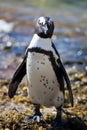 African penguin Spheniscus demersus on Boulders Beach near Cape Town South Africa relaxing in the sun on stones and Royalty Free Stock Photo