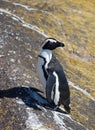 African penguin Spheniscus demersus on Boulders Beach near Cape Town South Africa relaxing in the sun on stones and Royalty Free Stock Photo