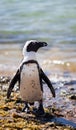 African penguin Spheniscus demersus on Boulders Beach near Cape Town South Africa relaxing in the sun on stones and Royalty Free Stock Photo