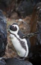 African penguin Spheniscus demersus on Boulders Beach near Cape Town South Africa spreading wings Royalty Free Stock Photo