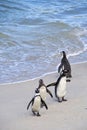 African Penguin, Table Mountain National Park, South Africa