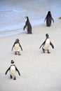 African Penguin, Table Mountain National Park, Cape Town, South Africa