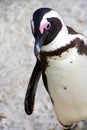 African Penguin, Table Mountain National Park, South Africa