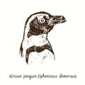 African Penguin Spheniscus Demersus Face Portrait Side View. Ink Black And White Doodle Drawing