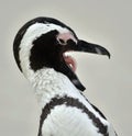 African Penguin (spheniscus demersus) with open beak