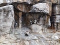 African penguin, Spheniscus demersus, over a rocky cave. penguin. Royalty Free Stock Photo